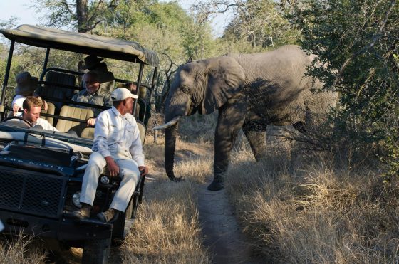 Uber Safari is the Perfect Ride to Africa’s BIG Five