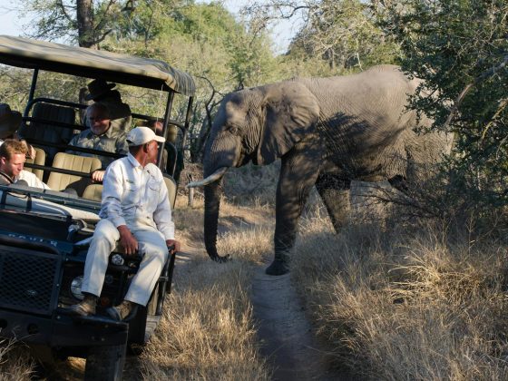 Uber Safari is the Perfect Ride to Africa’s BIG Five